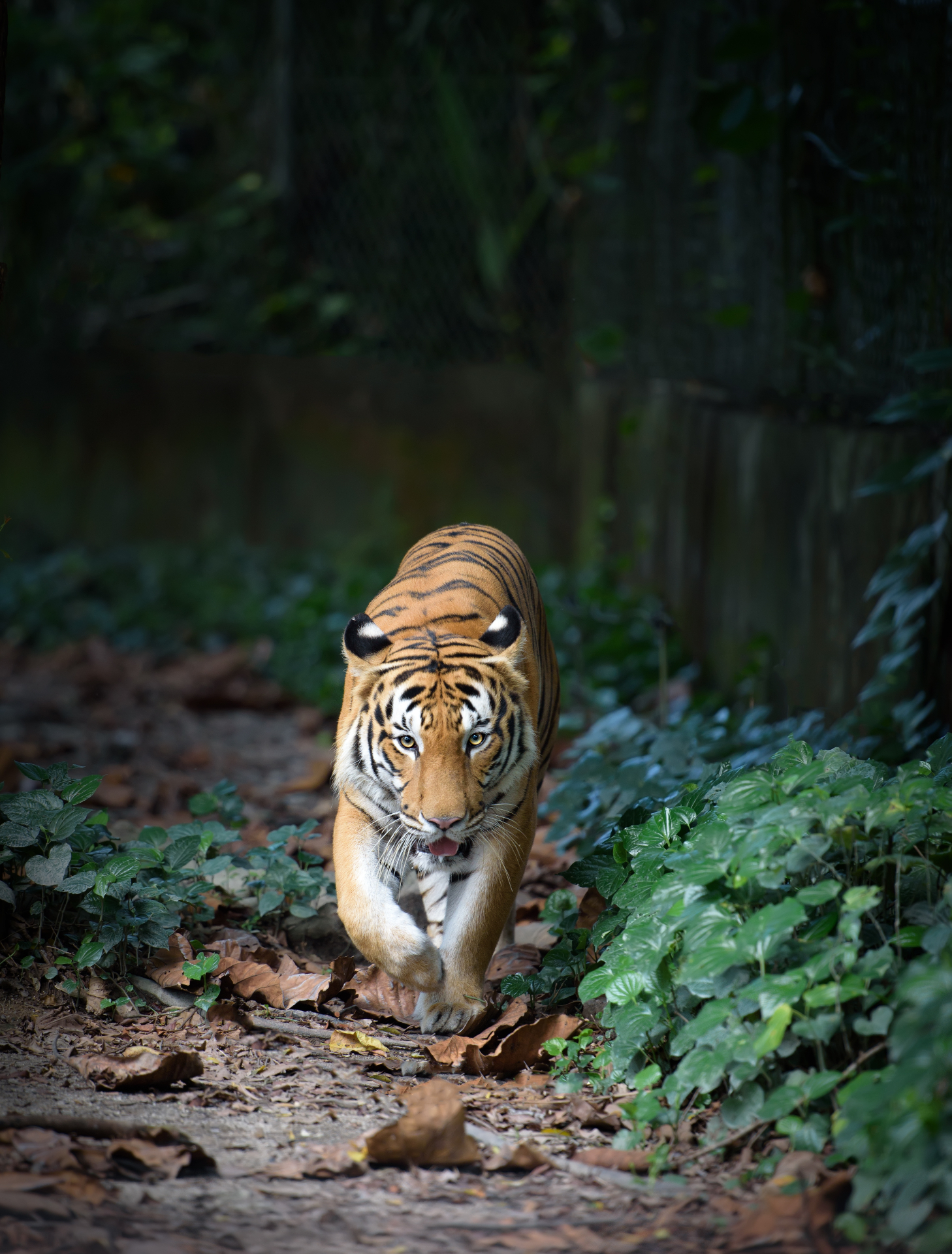Sasan Gir