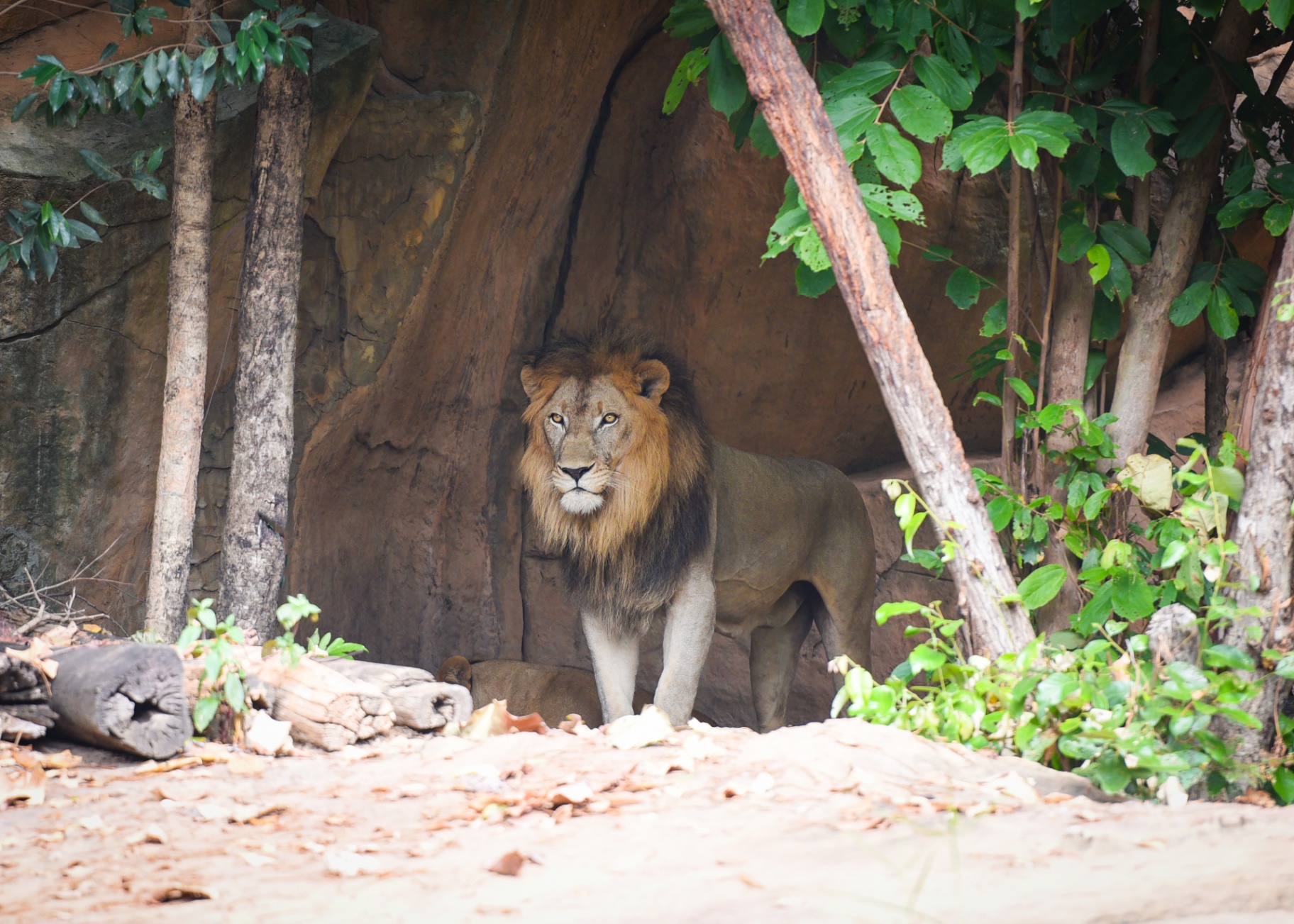 Sasan Gir experience